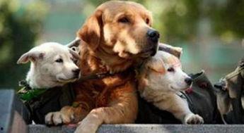 狗子黑料爆料视频大全下载,视频大全下载背后的真相 第1张 狗子黑料爆料视频大全下载,视频大全下载背后的真相 第1张