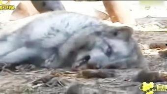 爆料踩踏动物视频,揭秘网络传播的踩踏动物视频事件 第1张 爆料踩踏动物视频,揭秘网络传播的踩踏动物视频事件 第1张